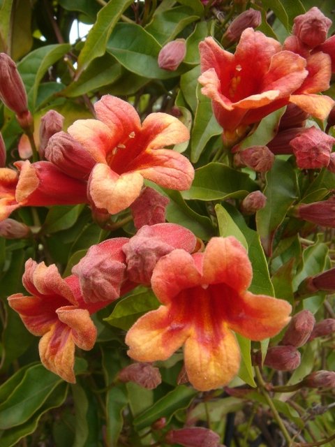 Bignonia capreolata